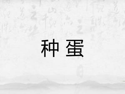种蛋 种蛋