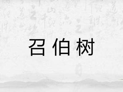 召伯树 召伯树