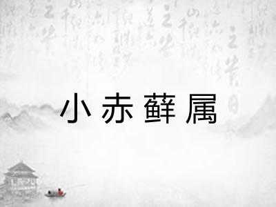 小赤藓属