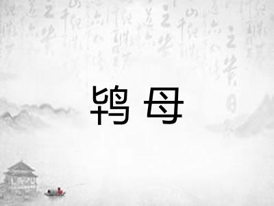 鸨母 鸨母