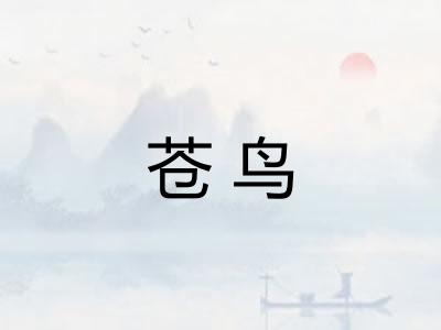 苍鸟