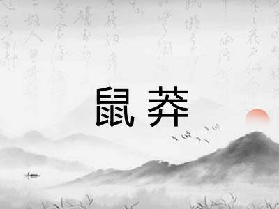 鼠莽
