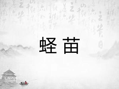 蛏苗