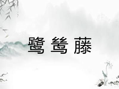鹭鸶藤