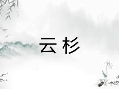 云杉 云杉