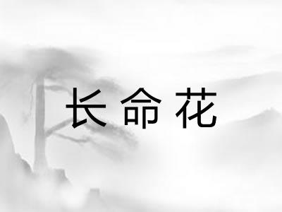 长命花