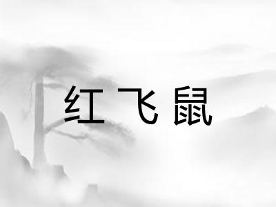 红飞鼠