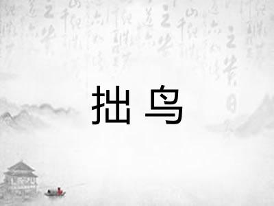 拙鸟